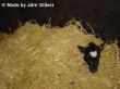 Kalb gut eingepackt