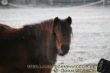 Pony bei frostigen Temperaturen.jpg